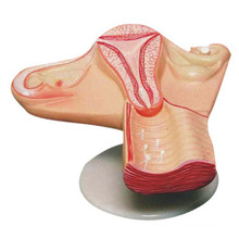 The Uterus of The Female Conception Process Medical Anatomy Model (R110404)